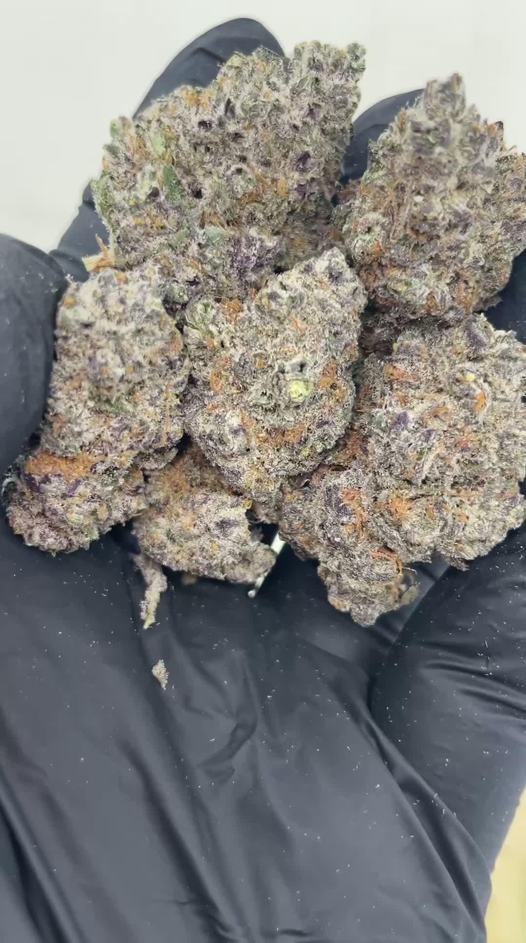 Purple Butterfly 🦋