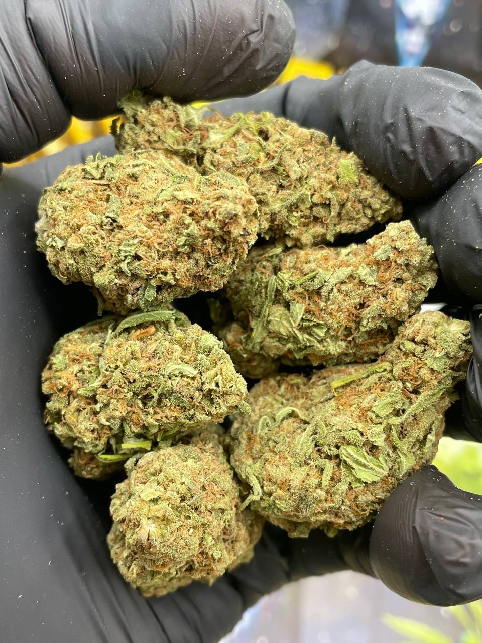 Amnesia Haze 🇮🇱