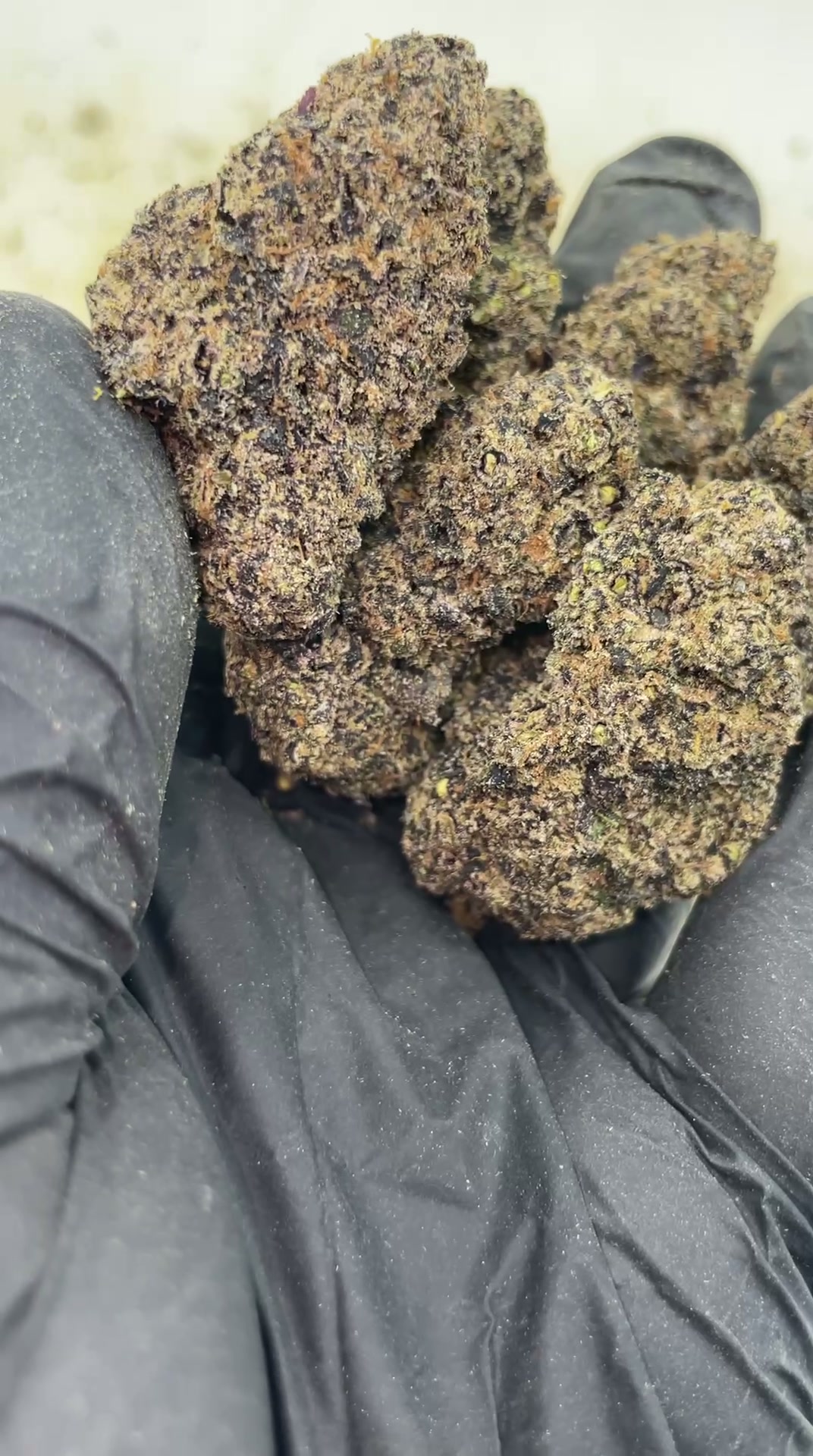 Blue Skunk 🦨🫐